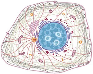 Human protein atlas interactive cell image. Human protein atlas interactive cell image.