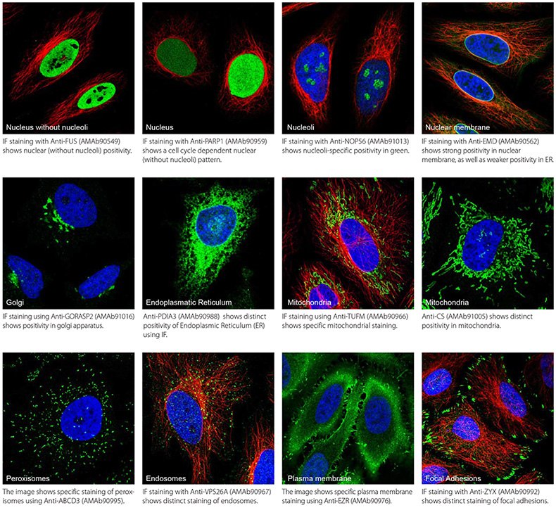 Different Subcellular Organelles in Human HeLa Cell Line
