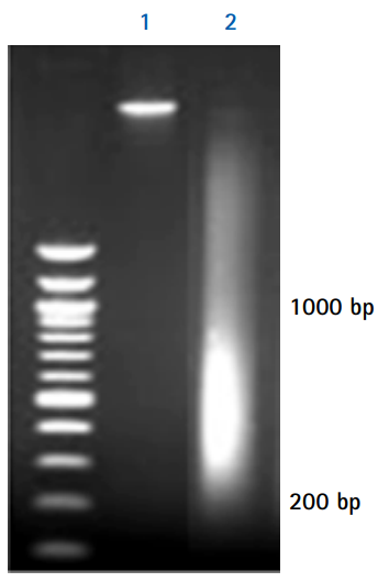 Agarose gel electrophoresis analysis of purified DNA fragments