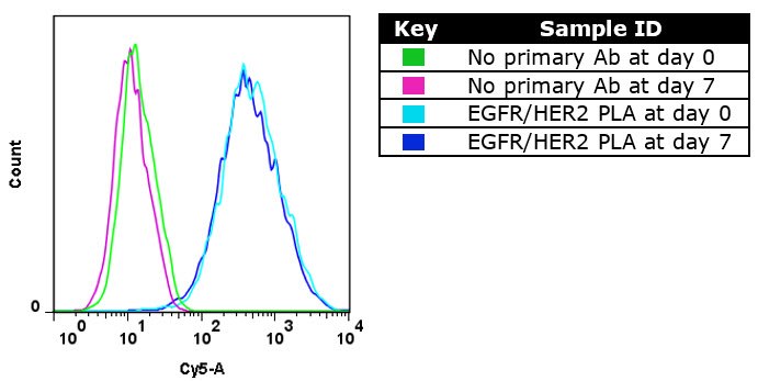 The Duolink PLA signal is stable. The same cells stored for a week give the same result as those immediately analyzed.