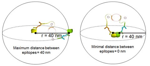 Maximum and minimum distances between epitopes Maximum and minimum distances between epitopes