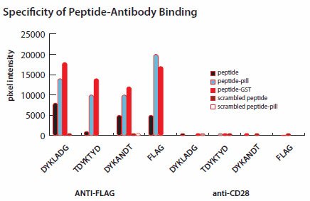 Probing peptide microarrays with ANTI-FLAG antibodies or with control anti-CD28 ANTI-bodies. Probing peptide microarrays with ANTI-FLAG antibodies or with control anti-CD28 ANTI-bodies.