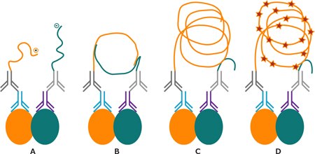 Schematic drawing of PLA reaction