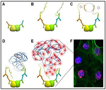  Schematic of a Duolink® PLA reaction. (A) Two primary antibodies recognize specific protein(s) of interest in the cell. The yellow and green globules represent two epitopes of a single protein or epitopes on two different proteins that are interacting. (B) Secondary antibodies coupled with oligonucleotides (PLA probes) bind to the primary antibodies. (C) When the PLA probes are in close proximity, connector oligos join the PLA probes and become ligated. (D) The resulting closed, circular DNA template becomes amplified by DNA polymerase. (E) Complementary detection oligos coupled to fluorochromes hybridize to repeating sequences in the amplicons. (F) PLA signals are detected by fluorescent microscopy as discrete spots and provide the intracellular localization of the protein or protein interaction.