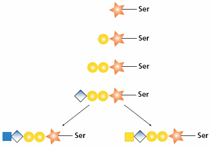 Biosynthesis of heparan and chondroitin chains. After the core tetrasaccharide (Xyl-Gal-Gal-GlcA-) is synthesized, the polymer can become a heparan chain by the addition of GlcNAc (shown left) or a chondroitin chain by the addition of GalNAc (shown right). Biosynthesis of heparan and chondroitin chains