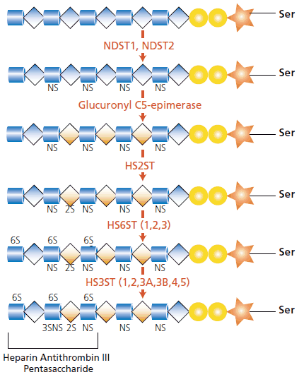 The modification of the heparan core is caused by a cascade of enzymes. The resultant heparan sulfate contains IdoA residues and domains with a high degree of sulfation. The pentasaccharide antithrombin II sequence associated with heparin is shown in the final image. See text for further explanation. The modification of the heparan core is caused by a cascade of enzymes