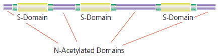 Heparan sulfate has regions of high sulfation (S-domains) interspersed with less modified regions (N-acetylated domains). A transition zone connects the two regions. Heparan sulfate has regions of high sulfation (S-domains) interspersed with less modified regions (N-acetylated domains)