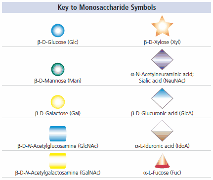 Key to Monosaccharide Symbols Key to Monosaccharide Symbols
