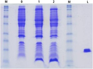SDS-PAGE cTnC(1-89) cell lysates SDS-PAGE cTnC(1-89) cell lysates. M-low molecular weight maker; 0=uninduced; 1=induced minimal media; 2=induced minimal media + ISOGRO®; L=Lysozyme.