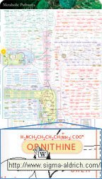 Designed by Donald Nicholson Prepared and published by Sigma-Aldrich Co. LLC, St.Louis, MO ©2002 International Union of Biochemistry and Molecular Biology IUBMB-Nicholson Metabolic Pathways Chart