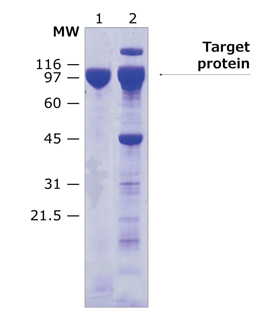 On-column protein cleavage and analysis by SDS-PAGE Purified target protein eluted by on-column cleavage and analyzed by SDS-PAGE.