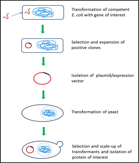 Yeast protein expression system