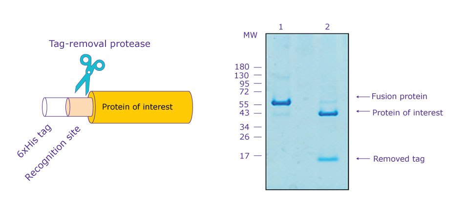 Recombinant protein purification using a tag-removal protease. Tag-removal proteases for protein purification.