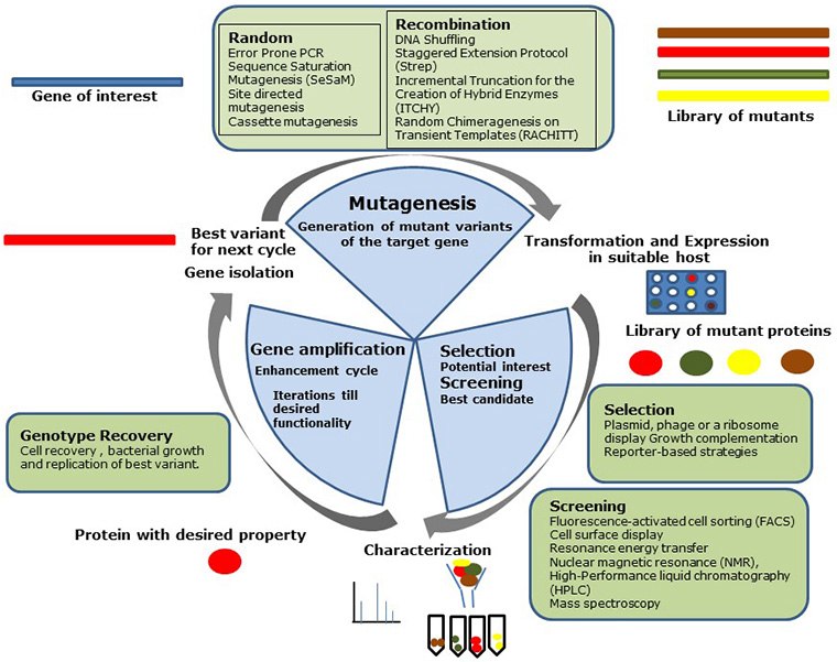 Steps in the directed evolution cycle Figure 1: Steps in the directed evolution cycle