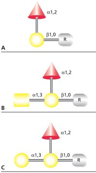 Structures of (A) blood group H(O), (B) blood group A, and (C) blood group B antigens. R represents the hydroxyl-containing amino acid or lipid binding site for the antigen. Structures of (A) blood group H(O), (B) blood group A, and (C) blood group B antigens