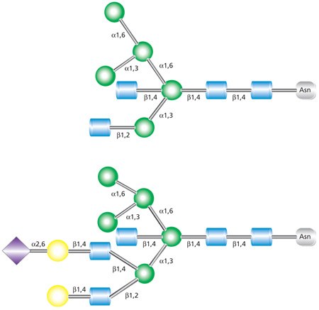 Examples of biantennary (top) and triantennary (bottom) hybrid glycans. Biantennary (top) and triantennary (bottom) hybrid glycans.