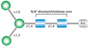 Core structure for all N-linked glycans. Core structure for all N-linked glycans