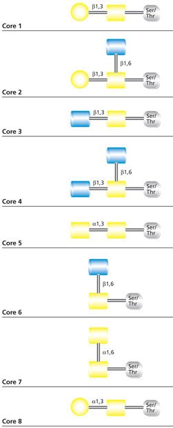 Core Structures of mucin-type O-glycans. Core Structures of mucin-type O-glycans