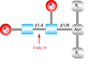 Cleavage site and structural requirements for Endoglycosidase H (Endo H).<br> <br>R<sub>1</sub> = N- and C-substitution by groups other than H <br>R<sub>2</sub> = H or the rest of an oligosaccharide structure <br>R<sub>3</sub> = H or α(1→6)fucose Diagram showing the cleavage site and structural requirements for Endoglycosidase H (Endo H) with high mannose N-linked glycans.