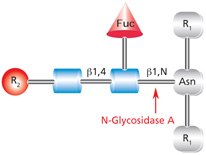 Cleavage site and structural requirements for PNGase A (Glycopeptidase A).<br><br>R<sub>1</sub> = N- and C-substitution by groups other than H <br>R<sub>2</sub> = H or the rest of an oligosaccharide structure Diagram showing the cleavage site and structural requirements for PNGase A (Glycopeptidase A) from an asparagine-linked N-acetylglucosamine.