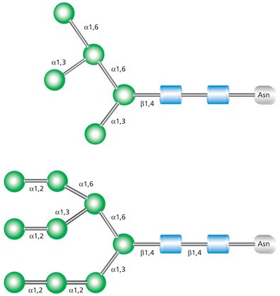 Examples of high mannose glycans Man-5 (top) and Man-9 (bottom). High mannose glycans