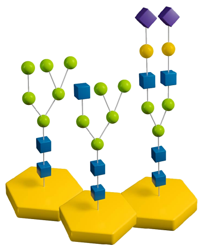 Example diagram of N-linked glycans – High-mannose, Hybrid and Complex. With N-acetyl-glucosamine (blue cubes), mannose (green spheres), galactose (yellow spheres), and sialic acid (purple diamonds). Example diagram of N-linked glycans – High-mannose, Hybrid and Complex. With N-acetyl-glucosamine (blue cubes), mannose (green spheres), galactose (yellow spheres), and sialic acid (purple diamonds).