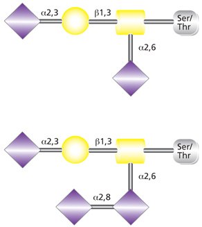Disialylated (top) and trisialylated (bottom) O-linked Core 1 glycans. Disialylated (top) and trisialylated (bottom) O-linked Core 1 glycans