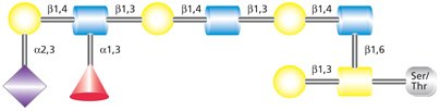 Structure of the O-linked Core 2 glycan with attached sialyl Lewis X (sLe<sup>x</sup>) moiety. Structure of the O-linked Core 2 glycan with attached sialyl Lewis X (sLex) moiety