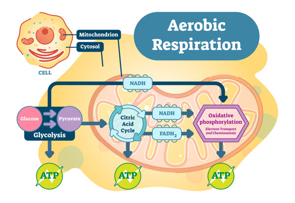 oxidative phosphorylation in aerobic respiration oxidative phosphorylation in aerobic respiration