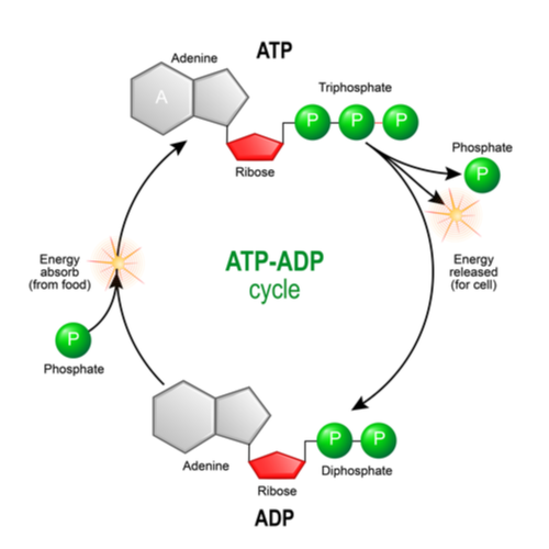 Phosphorylation - ATP-ADP Cycle Diagram Phosphorylation - ATP-ADP Cycle Diagram