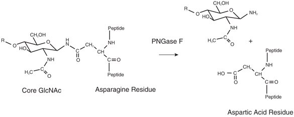 Cleavage products from PNGase F treatment of N-glycans. Cleavage products from PNGase F treatment of N-glycans which includes deamination to aspartic acid.