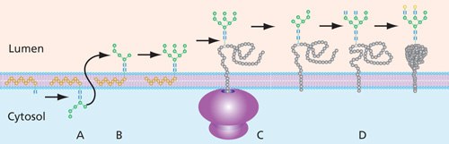 General process of N-linked glycan construction in the ER. The glycan precursor is assembled on a dolichol phosphate base while in the cytoplasm of the ER (A). Once the glycan is switched to the lumen side (B), the glycan has additional sugars added and removed (trimmed) before being attached to the protein (C), where additional processing takes place (D). N-linked glycan construction in the ER
