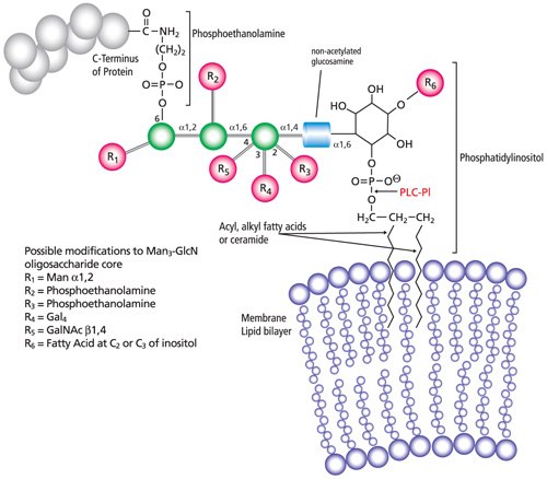 General structure of GPI anchored proteins