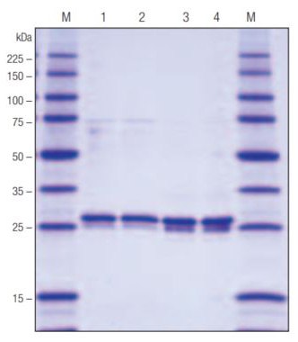 SDS-PAGE analysis of GST•Bind™ and Ni-NTA His•Bind<sup>®</sup> purified samples. SDS-PAGE analysis of GST•Bind™ and Ni-NTA His•Bind®