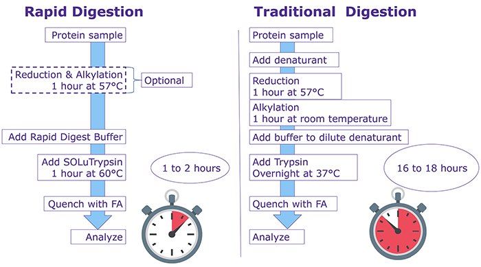 Workflow of Rapid Trypsin Digestion