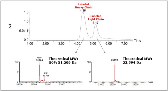 UV trace and deconvoluted mass spectra resulting from SECMS analysis of the reduced SIL-Infliximab standard. Theoretical molecular weights assume 100% isotopic incorporation and unreduced intrachain disulfide bonds. sec-ms-analysis