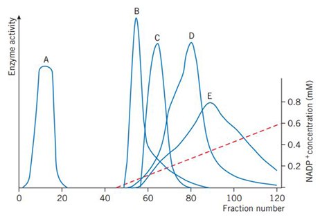 Gradient elution with 0–0.6 mM NADP+