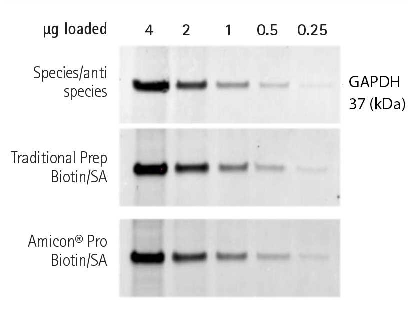 Anti-GAPDH Anti-GAPDH
