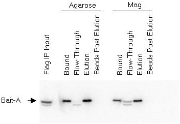 Binding Capacity of the ANTI-FLAG® M2 Magnetic Beads Binding Capacity of the ANTI-FLAG® M2 Magnetic Beads