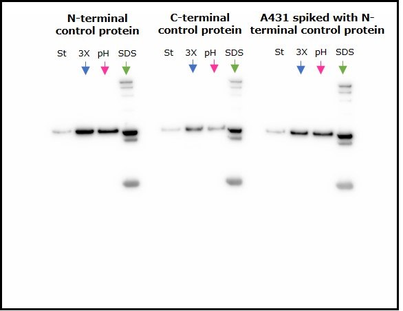 Comparison of the three methods of elution used with anti-FLAG® M2 magnetic beads.