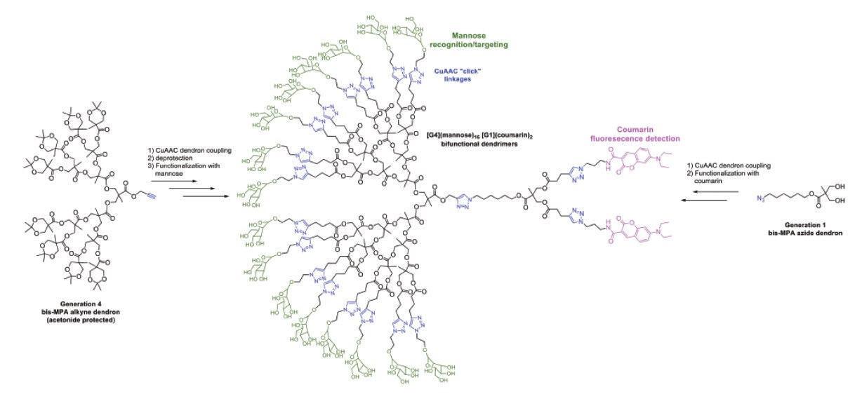 Synthetic scheme showing the construction of bifunctional dual-purpose recognition/detection dendrimers. Adapted with permission from reference 18, copyright 2005 Royal Society of Chemistry construction of bifunctional dual-purpose recognition/detection dendrimers