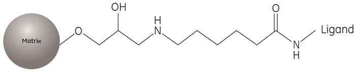 Partial structure of AVB Sepharose High Performance.