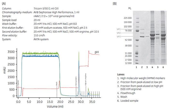 Puriﬁcation of rAAV on AVB Sepharose High Performance using low pH elution