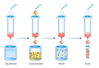 Schematic workﬂow for purifying histidine-tagged proteins on His GraviTrap TALON