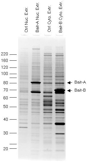 Purification of Two Different FLAG<sup>®</sup>-tagged Baits Purification of Two Different FLAG®-tagged Baits