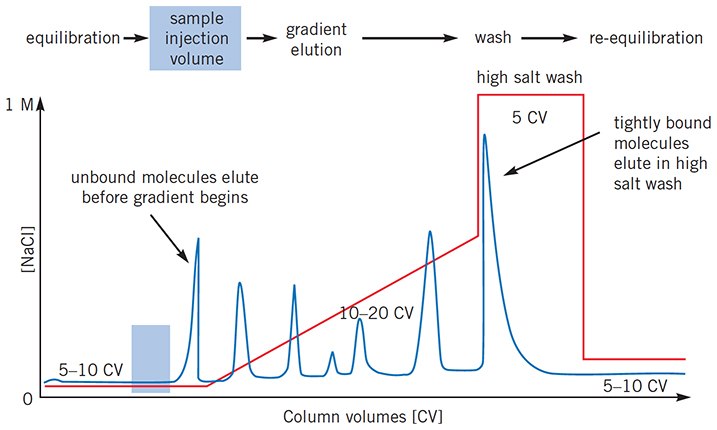 Typical IEX separation using linear gradient elution