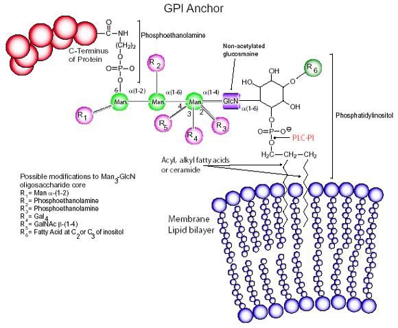 GPI-Anchor GPI-Anchor