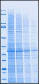 Competitor T 50-minute run time
