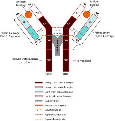 Basic Immunoblobulin Structure Basic Immunoblobulin Structure
