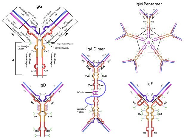 Main Immunoglobulin classes Main Immunoglobulin classes